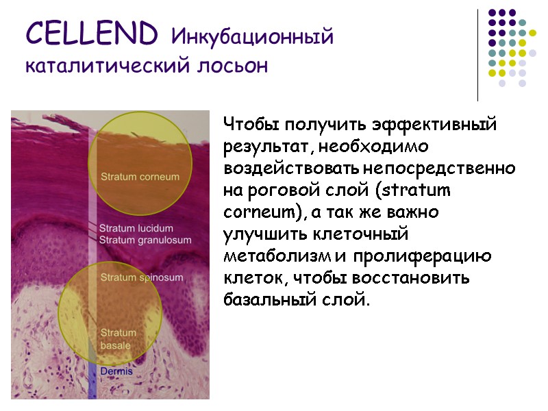 Чтобы получить эффективный результат, необходимо воздействовать непосредственно на роговой слой (stratum corneum), а так